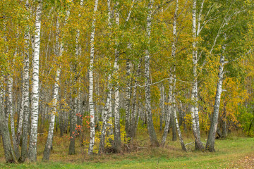 Landscape with autumn forest. Birch forest in autumn.