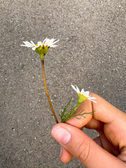 Vertical photo. Two Daisies in Hand on a Gray Background.