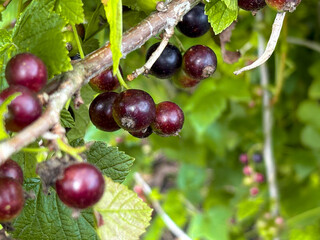 Ripening berry on a branch. Harvest berries. Currants on a branch.