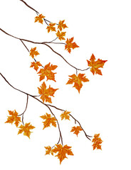 Maple Leaves during autumn fall season transparent background png