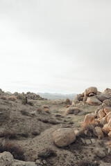 Desert landscape