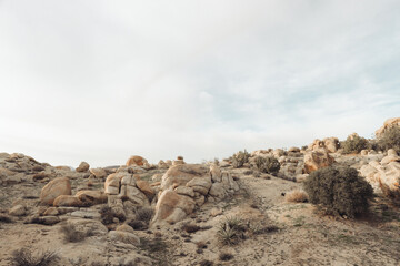 Desert landscape