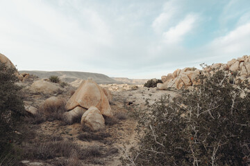 Desert Landscape