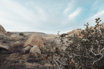 Desert Landscape
