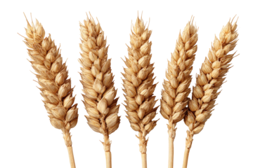 Close-up of four wheat stalks, light tan color, against a black background.  Each stalk is detailed, showing the seed heads