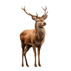 A stunning red deer stag stands alert against a pure black background., with a clean white background