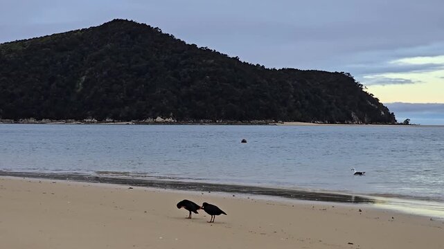Sea Birds Going about their Day on the Beach in Abel Tasman National Park, New Zealand