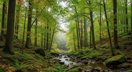 Naklejka premium Misty forest stream flowing through mossy rocks and vibrant green trees with autumn leaves.