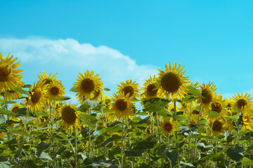Sunflower fields on street corners.  街角のひまわり畑