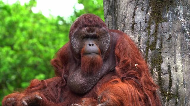 Close up shot of a male Borneon Orangutan (Pongo pygmaeus) resting on treetop.
