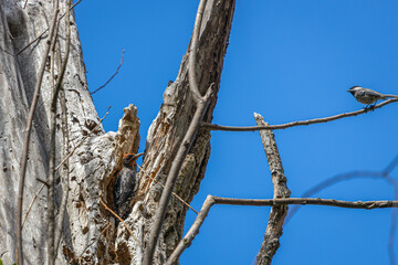 An interaction between a Red-breasted Sapsucker and a Black-capped Chickadee in a tree at Oaks Bottom Wildlife Refuge in Portland Oregon