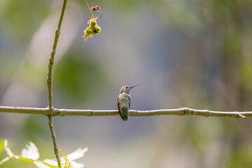 An Anna's Hummingbird perched on a branch at Oaks Bottom Wildlife Refuge in Portland Oregon