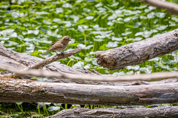 A female House Finch perched on a branch at Oaks Bottom Wildlife Refuge in Portland Oregon