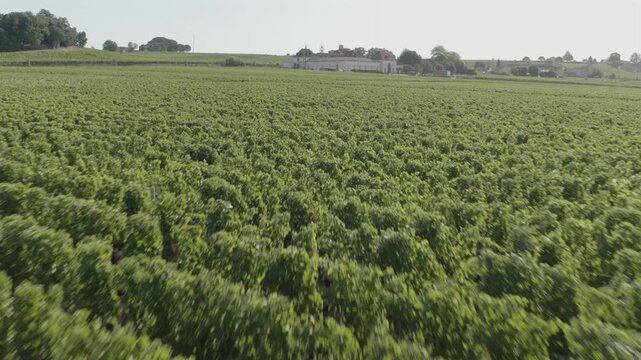 Drone flying over lush green vineyard rows, Ch&acirc;teau Angelus winery in background, Bordeaux region, France. Aerial forward at low altitude