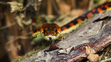 Vibrant garter snake, a colorful reptile, close-up with tongue flicking and direct gaze, showcasing intricate scales and stunning natural beauty in its habitat.