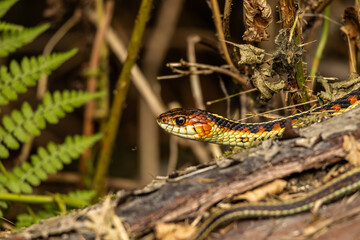 Fototapeta premium Garter snake close-up showing vivid scales (red, orange, green) in natural forest setting. Wildlife, reptile, nature photography.