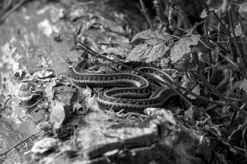 Textural black and white portrayal of a garter snake resting on the forest floor. Evokes timeless natural beauty