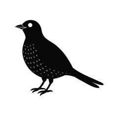 nightjar--silhouette-on-white-background