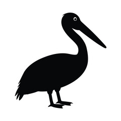 pelican on white background