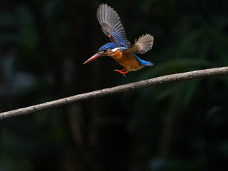 A vivid kingfisher in mid-flight above a branch, its wings spread wide and vibrant blue and orange plumage glowing against a dark, blurred forest background.