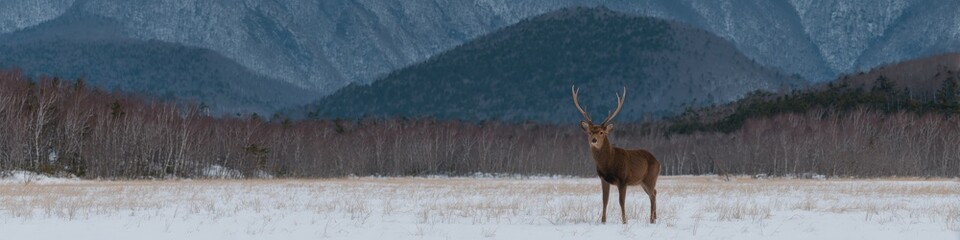 Obraz premium Premium Wildlife of Hokkaido Sika Deer in Winter Snow for Marine Day In Japan and Summer Festival Campaigns Inspiring Nature Connection