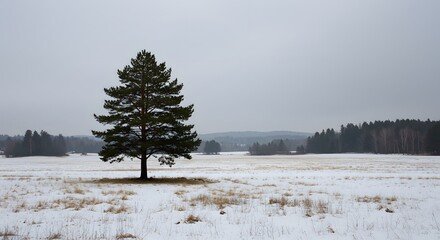 Frosted Evergreen in Snowfield, Sharp Shadows on Snowy Rocks, Cerulean Sky and Clear Light, Hazy Treeline Beyond, Pristine Winter Calm and Contrast