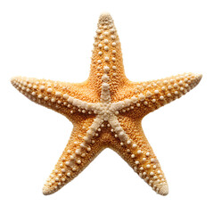 Natural marine starfish for ocean and sea decor isolated on transparent background