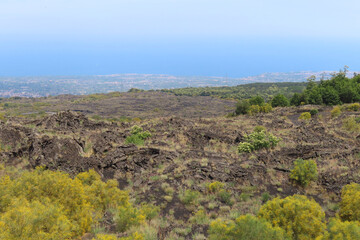 Yellow gorse blooming on the lava fields of Mount Etna, Italy, Sicily