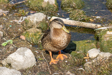 the duck