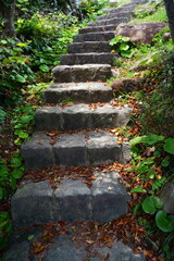 森の中のコンクリート階段