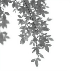 shadow overlay effect. Gray shadow of leaves isolated on white background. 
Plant foliage leaf shadow light effect. Mockup Blurred tree branch shadow. Ideal for summer spring design elements PNG