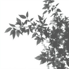 shadow overlay effect. Gray shadow of leaves isolated on white background. 
Plant foliage leaf shadow light effect. Mockup Blurred tree branch shadow. Ideal for summer spring design elements PNG
