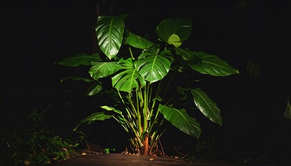Lush Monstera Plant Radiating Vibrant Greenery Against a Deep Somber Backdrop Ambiance