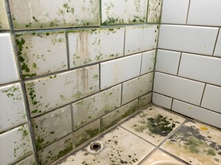Mold and mildew growing on tiled bathroom walls and floor