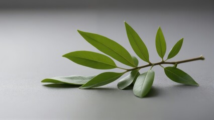 Fototapeta premium A single green branch with multiple leaves on a gray background