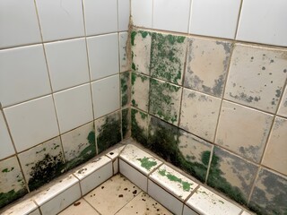 Corner of a bathroom shower with green mold and mildew on white tiles