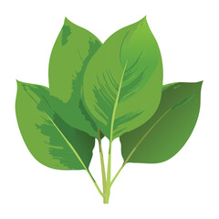 Broad Green Plant Leaves Bunch