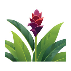 Distinctive Purple Ginger Flower Plant