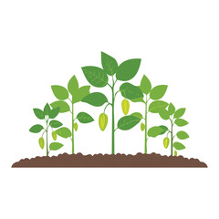 Underground Tuber Root Vegetable Plant
