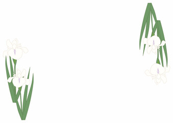 カキツバタ白フレーム