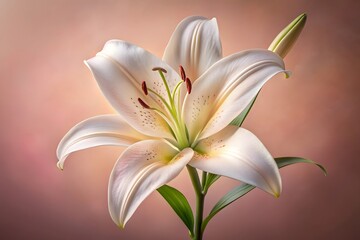 A single elegant white lily flower with delicate petals and a prominent stamen is captured in a closeup studio shot against a