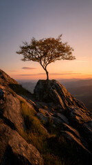 Solitary Tree on Mountaintop at Sunset