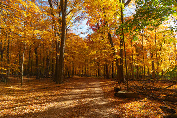 Fototapeta premium Nature in fall season. Autumnal sunny day. Seasonal leaves on tree. Natural autumn leaves. Autumn beauty of nature. Fall season nature. Fall leaves of tree. Maple glow. Autumn tree