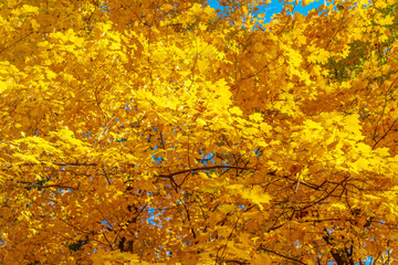 Fall leaves change color. Nature fall weather. Autumn breeze. Seasonal forest. Natural fallen leaves. Autumnal leaves on tree. Autumnal season nature. Bright color fall. Autumn season