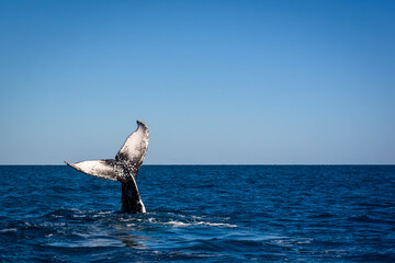 Humpback Whale frolicking off the east coast of Australia, showing off its tail fluke