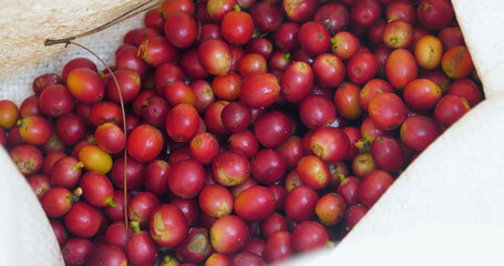 Red seed coffee bean green leaf  robusta arabica berries ripe harvest for coffee farm garden. Fresh coffee bean berry plant tree. Close up fresh red bean seed coffee tree growth in green organic farm