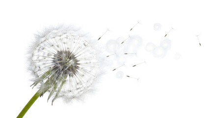 dandelion isolated on white background