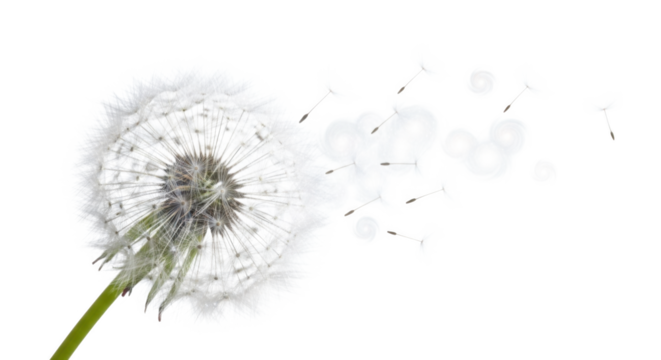 dandelion isolated on white background