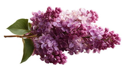 Close-up of a lilac branch, with clusters of blossoms in shades of lavender and deep pink. Lush, vibrant blooms and green leaves are prominent