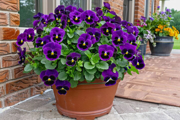 Fototapeta premium Vast Plantation Landscapes